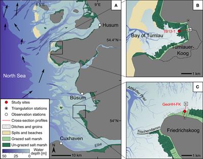 Braving the extremes: foraminifera document changes in climate-induced and anthropogenic stress in Wadden Sea salt marshes